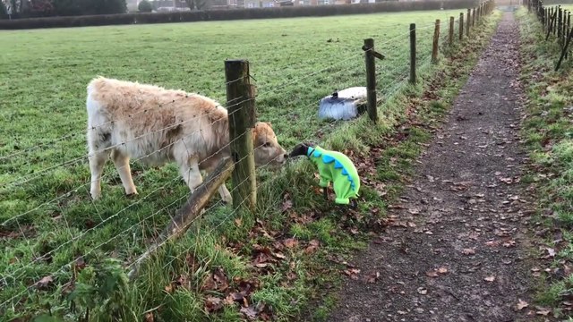 Un petit chien et un veau font copain copain... Adorable