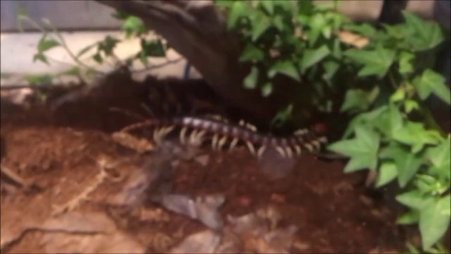 Il nourrit son mille-pattes géant terrifiant