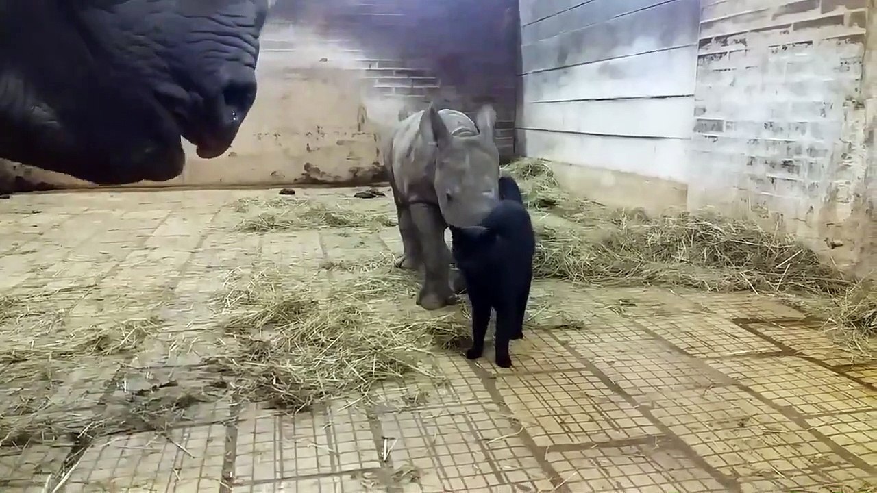 Un chat et un bébé rhinocéros jouent ensemble... adorable
