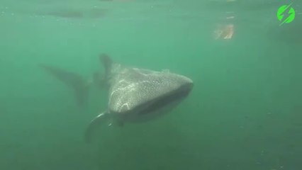 Ce plongeur nage avec un requin baleine magnifique
