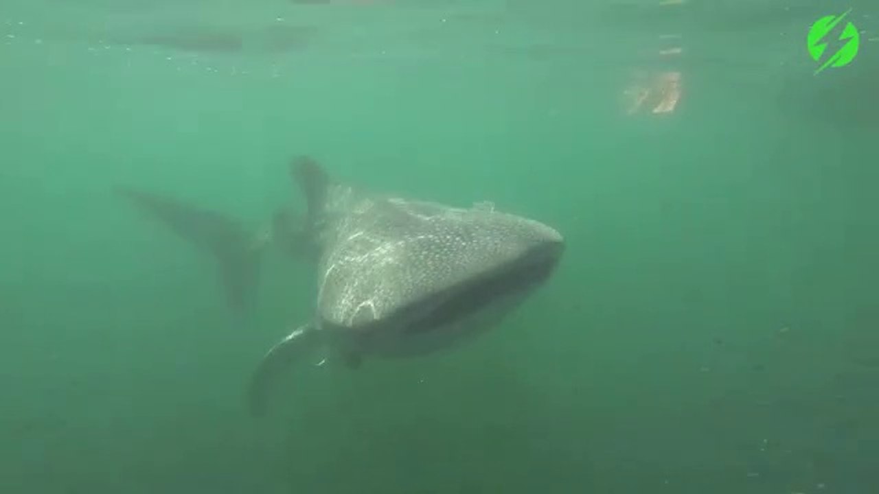 Ce plongeur nage avec un requin baleine magnifique