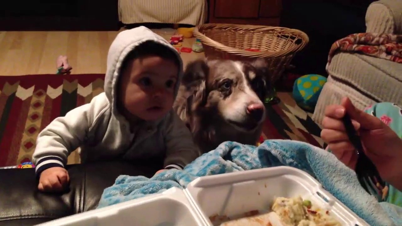 Ce chien parle mieux que le bébé.. dis maman
