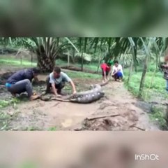 下载视频: Ils surprennent un python en train de manger une de leurs chèvres