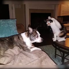 Cat dances for dog