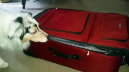 Determined doggy packs the essentials for vacation