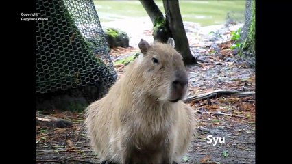 Capybara Alarm Call.  Syu Capybara