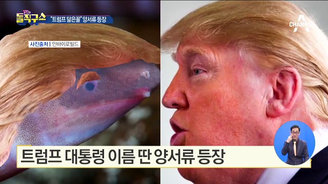 [핫플]트럼프 대통령 이름 딴 양서류 등장