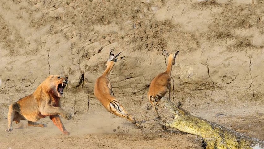 Impala Escape Crocodile Hunting But Fail Escape Lion - Poor Impala