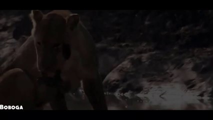 Crocodile Vs Lion - Lion Loses Battle And Seriously Injured