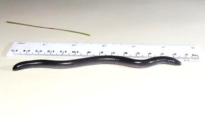 Bilim İnsanları Başını Kuma Gömen Canlıya 'Trump' Adını Verecek