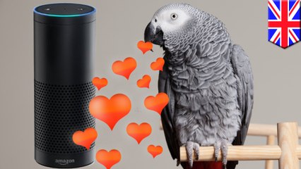 アレクサ使いアマゾンで買い物楽しむヨウム - トモニュース