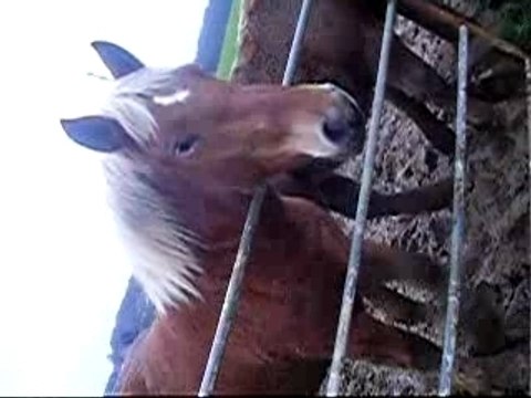 ma shéry au paddock