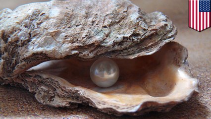 Lucky diner finds pearl worth thousands in oyster lunch