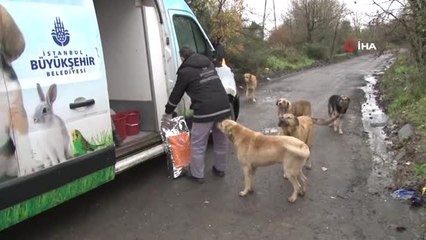Kış Şartlarından Olumsuz Etkilenen Sokak Hayvanlarına İbb'den Mama Desteği