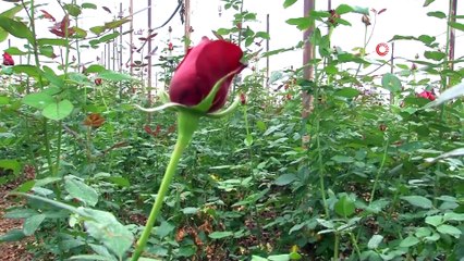 Çiçek Üreticileri Günlük 200 Liraya Çalışacak İşçi Bulamıyor