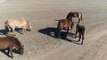 Gobi Desert with horses, Mongolia aerial journey