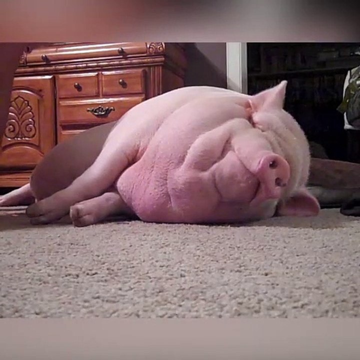 Sleepy pig