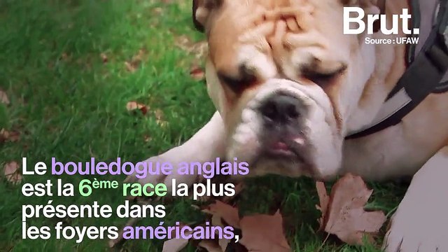 Ces chiens ultra populaires souffrent plus que vous ne le pensez