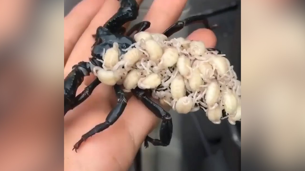 Une maman scorpion se promène avec ses petits sur le dos !