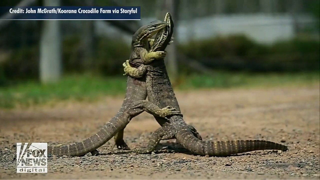 Lizards caught in bloody battle