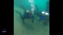 Googly-eyed fish lurks in shadows as divers swim past