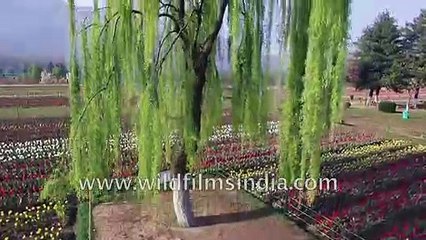 Tulip Garden in Srinagar, with edging of Willow- aerial view