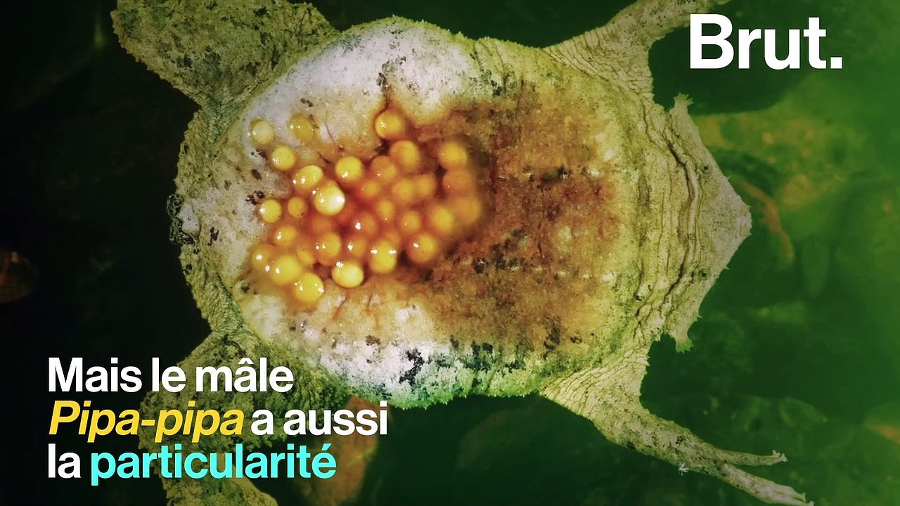 Le Crapaud Du Suriname Porte Ses œufs Sur Son Dos Trypophobes S Abstenir Video Dailymotion