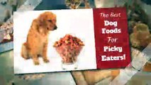 Buy Dog Food Online | Kannis World Limited