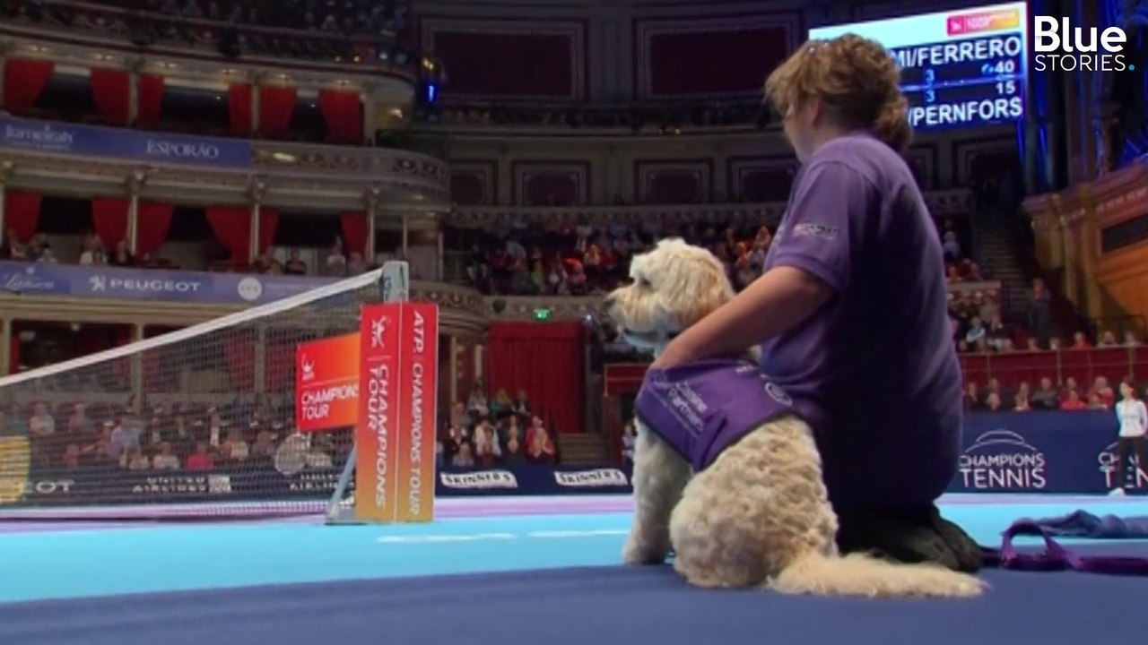 Ces trois chiens sont devenus de vrais ramasseurs de balles lors d'un tournoi de tennis