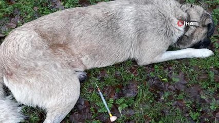 Sarıyer'de Koyunları Çalmak İçin 8 Köpeği Zehirlediler