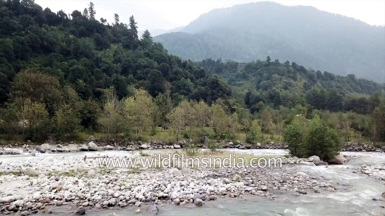 Beas River in Kullu valley- aerial view of river teaming with trout
