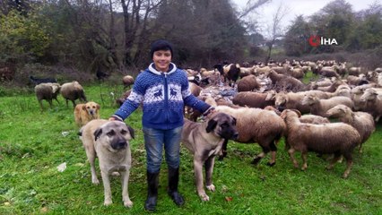 Sarıyer’de koyunları çalmak için 8 köpeği zehirlediler