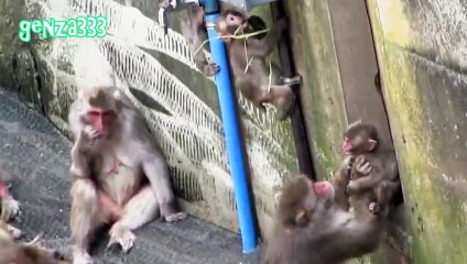 Baby monkey Cute animals Video # 18