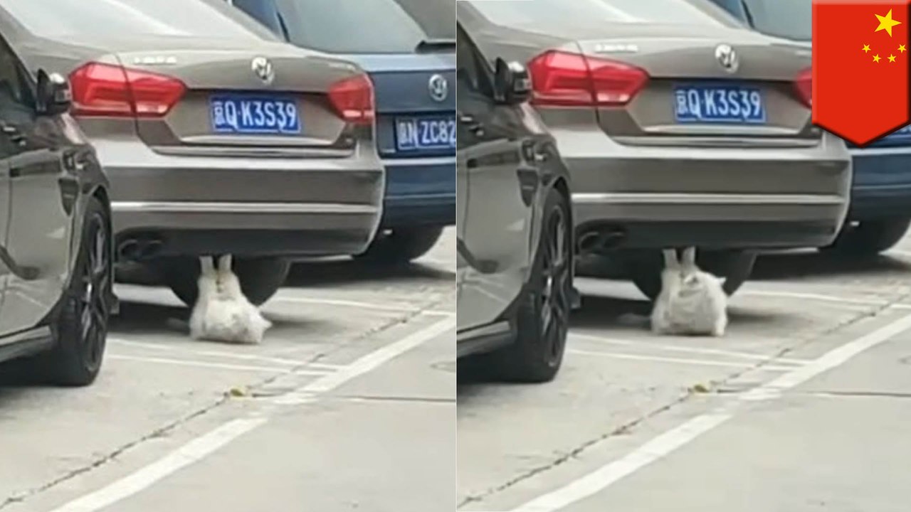 중국의 고양이, 주차장에서 복부운동, 저러다 식스팩될 판