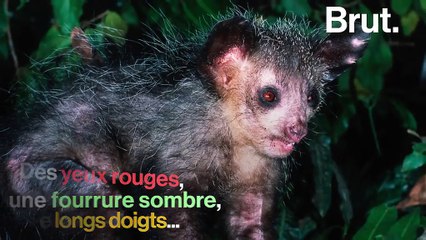L'aye-aye, un lémurien menacé d’extinction à cause de superstitions