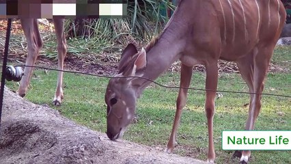 Aller au zoo pour voir le lion, le tigre, le cerf