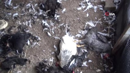 Sinop'ta 70 Tavuk Telef Oldu