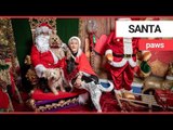 Excited dogs visit Santa Claus at doggy Christmas grotto | SWNS TV