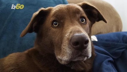 How to Run with Your Dog The Right Way