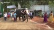 Two elephant friends have heartwarming reunion after a year apart
