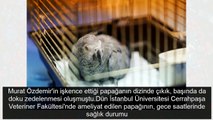 Masterchef Murat Özdemir'in işkence ettiği papağan Bahtiyar öldü