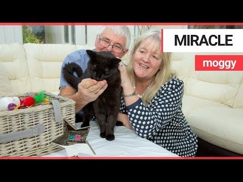 Miracle cat who was shot named pet survivor of the year | SWNS TV