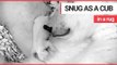 Cute polar bear cub size of guinea pig snuggles up with mum | SWNS TV
