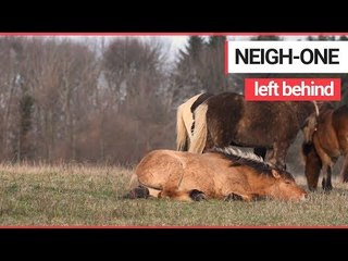 下载视频: Heartwarming footage shows wild horses trying to help a member of his herd back up | SWNS TV