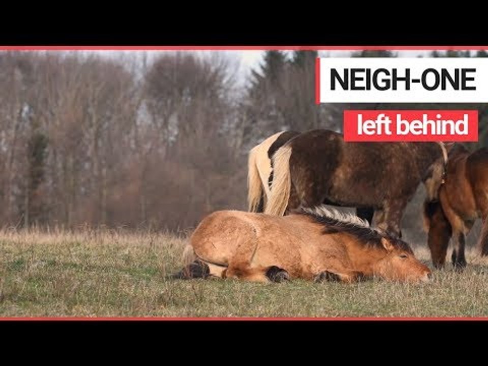 Heartwarming footage shows wild horses trying to help a member of his herd back up | SWNS TV