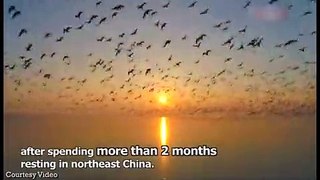 Wild Geese Resume Southbound Journey From Northeast China