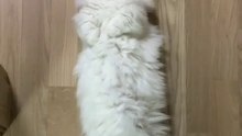 Cats /貓 /Neko /고양이 /猫 /ネコ ＃1
