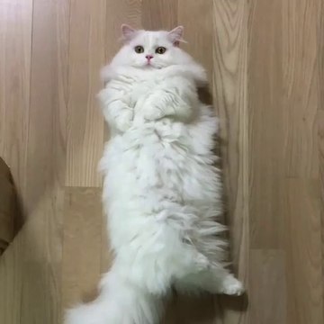 Cats /貓 /Neko /고양이 /猫 /ネコ ＃1