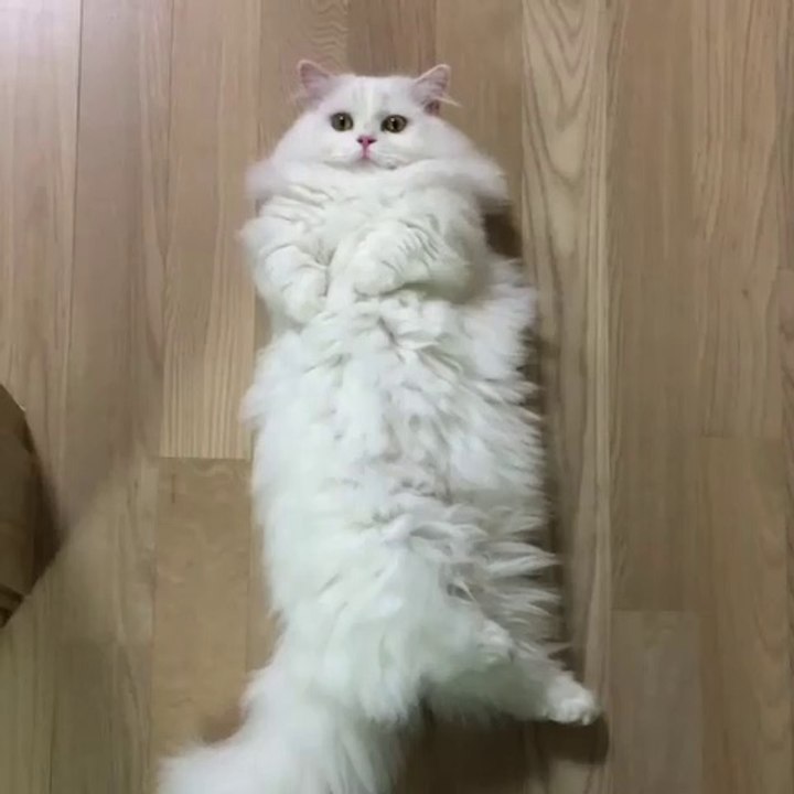 Cats /貓 /Neko /고양이 /猫 /ネコ ＃1