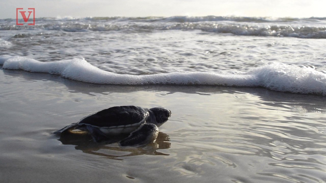 Why a Spike in Female Green Turtle Hatchlings Is Not a Good Thing